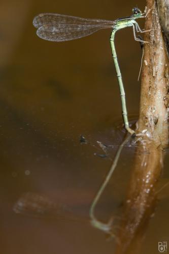 Agriocnemis exilis